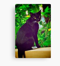 Aha, shutter click again?! mow...:Explore Featured 17Sep11, Got 2 Featured Works Canvas Print