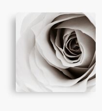 Rose Canvas Print