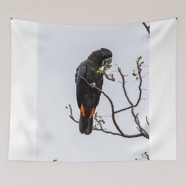 Item preview, Animal Collection - Black Cockatoo Red Tail designed and sold by Coastal West Creative.