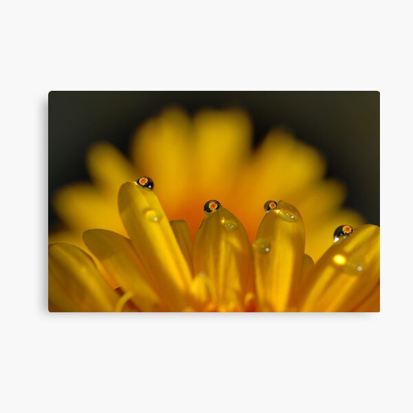 4 drops Canvas Print
