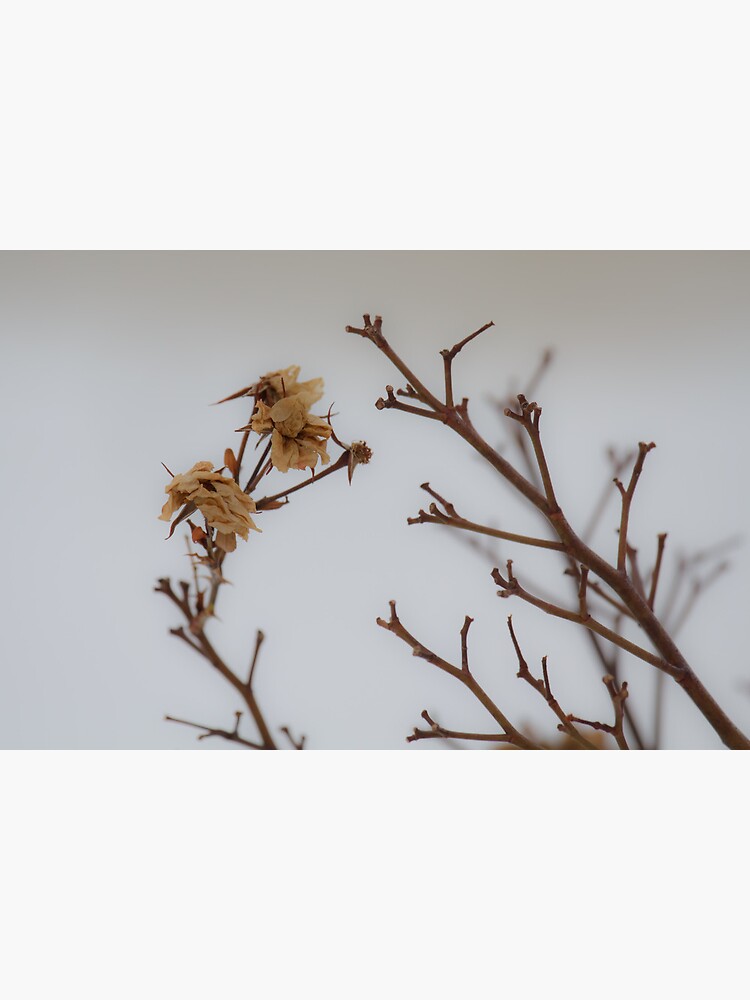 Winter Roses by LynnWiles