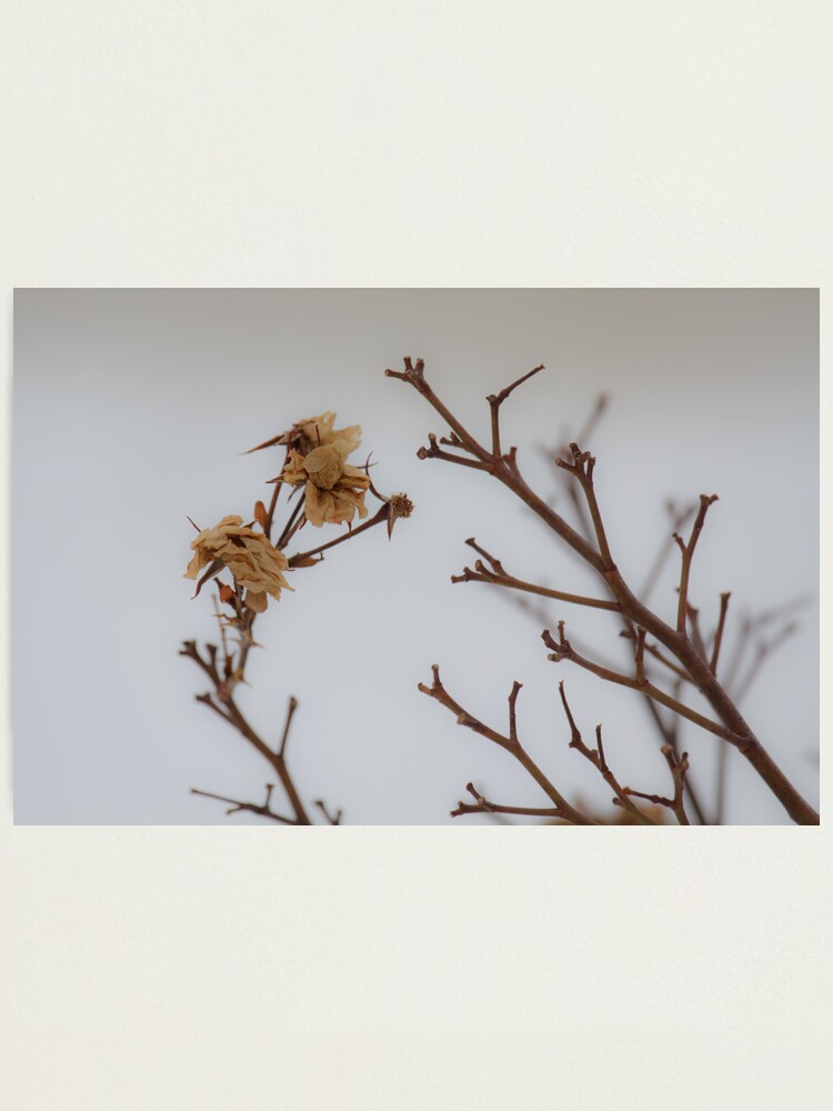 Alternate view of Winter Roses Photographic Print
