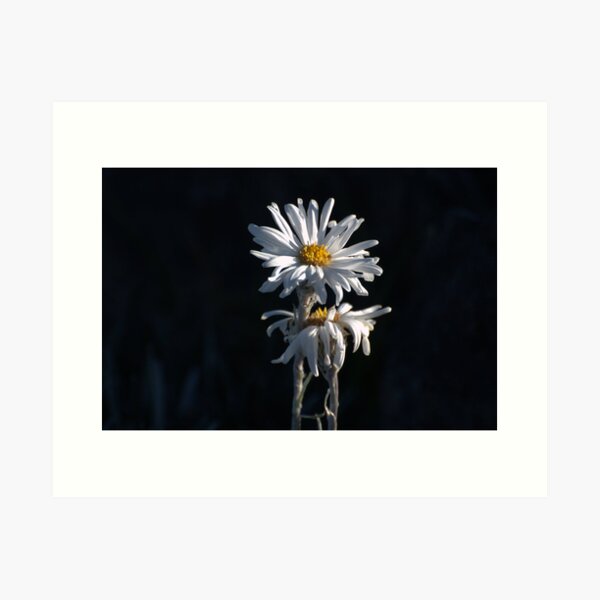 Item preview, Alpine Daisies designed and sold by Ian Kemp.
