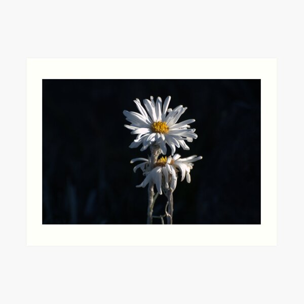 Alpine Daisies Art Print