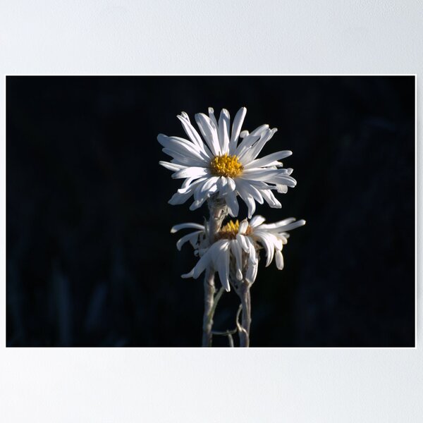 Item preview, Alpine Daisies designed and sold by Ian Kemp.