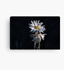 Alpine Daisies Canvas Print