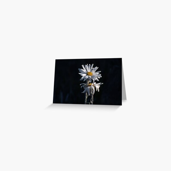 Alpine Daisies Greeting Card