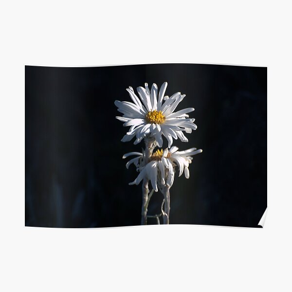 Alpine Daisies Poster