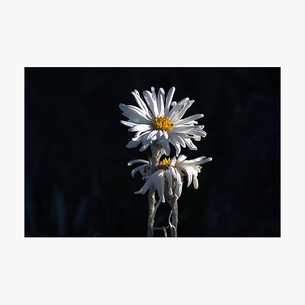 Item preview, Alpine Daisies designed and sold by Ian Kemp.