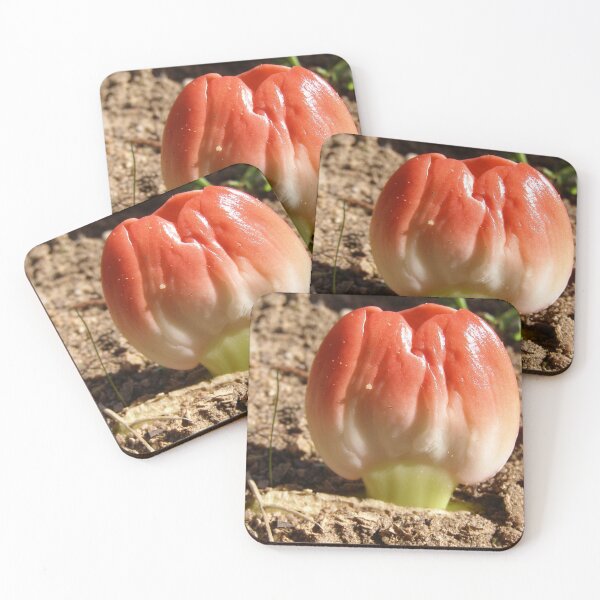 Item preview, Getting Up Close & Personal!  Paint Brush Lily, My Garden. designed and sold by RitaBlom.