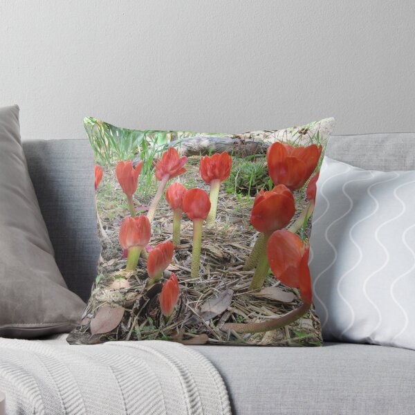 Item preview, Paint Brush Lilies, 'Arilka' Mount Pleasant, Adelaide Hills.  designed and sold by RitaBlom.
