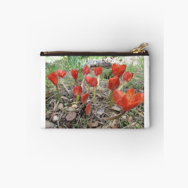 Item preview, Paint Brush Lilies, 'Arilka' Mount Pleasant, Adelaide Hills.  designed and sold by RitaBlom.