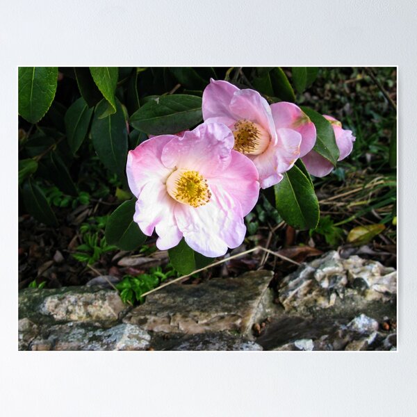 Item preview, Pretty  Pink Camelia Trio designed and sold by lynn carter.