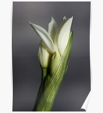 Ribbon Poster