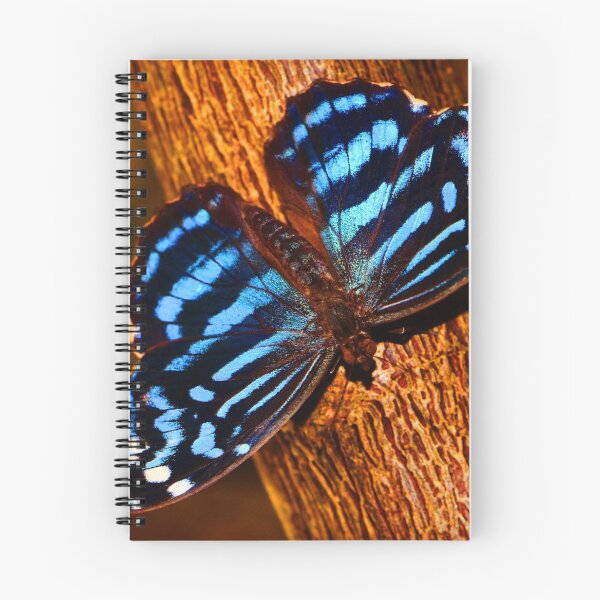 Item preview, Insects (MKW-I.50) designed and sold by Katrina Morgan.