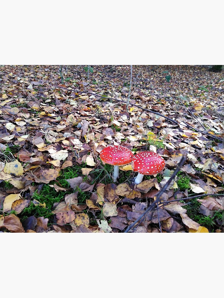 Magic Mushroom by MikeHawkinWorld