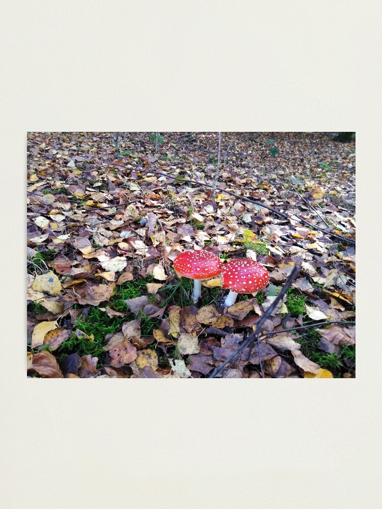 Alternate view of Magic Mushroom Photographic Print