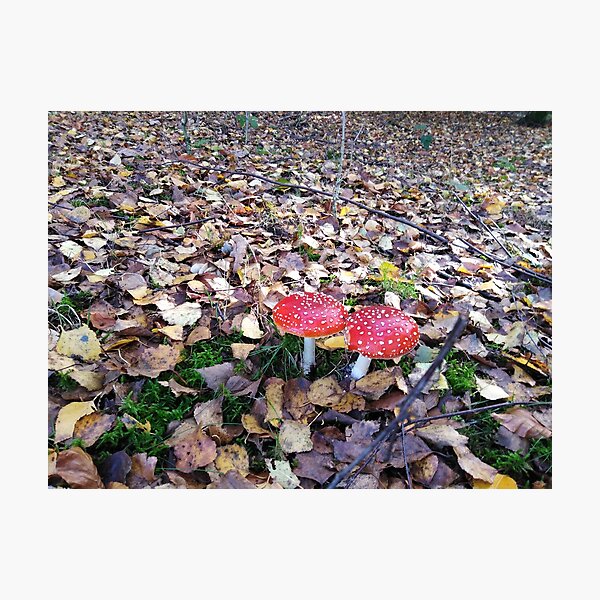 Magic Mushroom Photographic Print