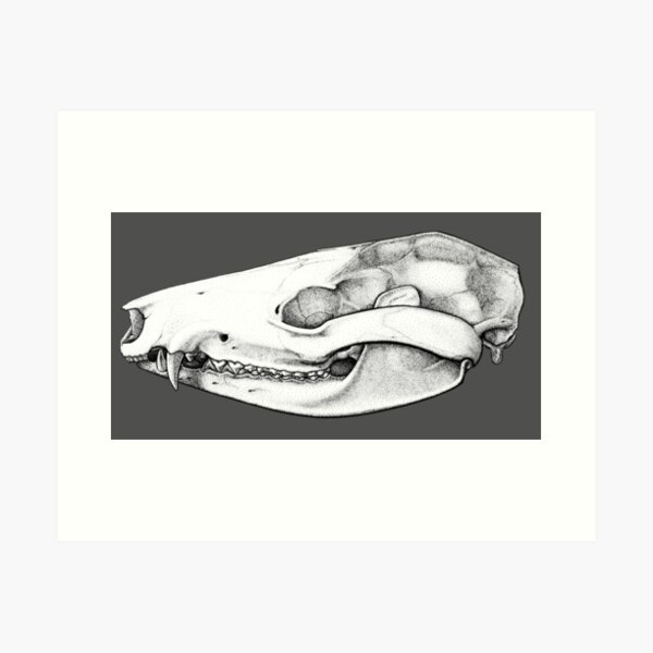 Item preview, Opossum skull designed and sold by Alphyn.