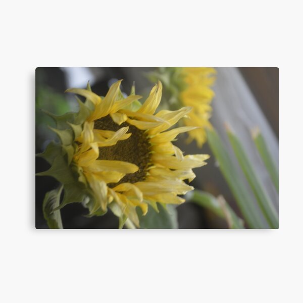 Sunflower Metal Print