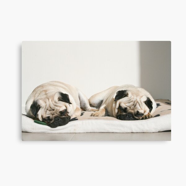 Let Sleeping Pugs Lie Canvas Print