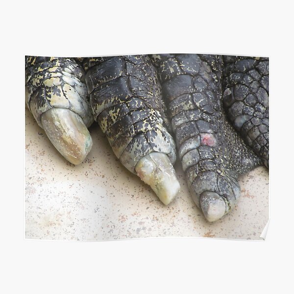 Crocodile toes, Australia Poster
