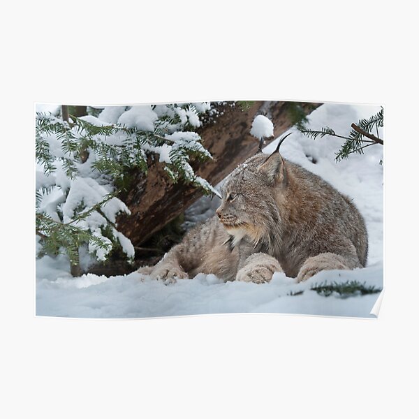 Canada Lynx Poster