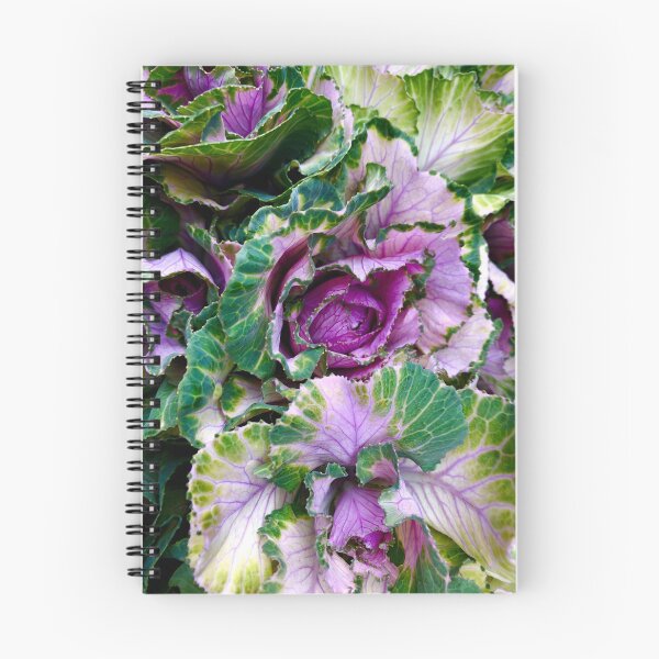 Item preview, Ornamental Pink Winter Cabbage designed and sold by BritishYank.