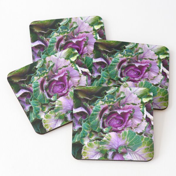 Item preview, Ornamental Pink Winter Cabbage designed and sold by BritishYank.
