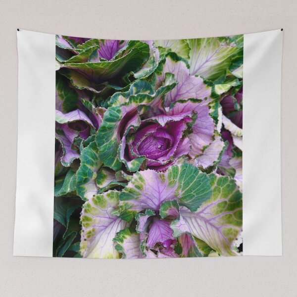 Item preview, Ornamental Pink Winter Cabbage designed and sold by BritishYank.