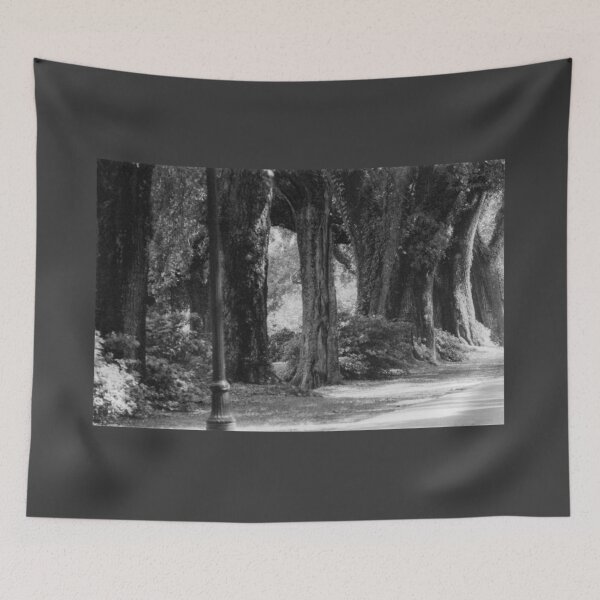Item preview, Large Oak Trees B/W Photograph by Larry Simpson Photo taken in Mobile, AL designed and sold by simpson92.