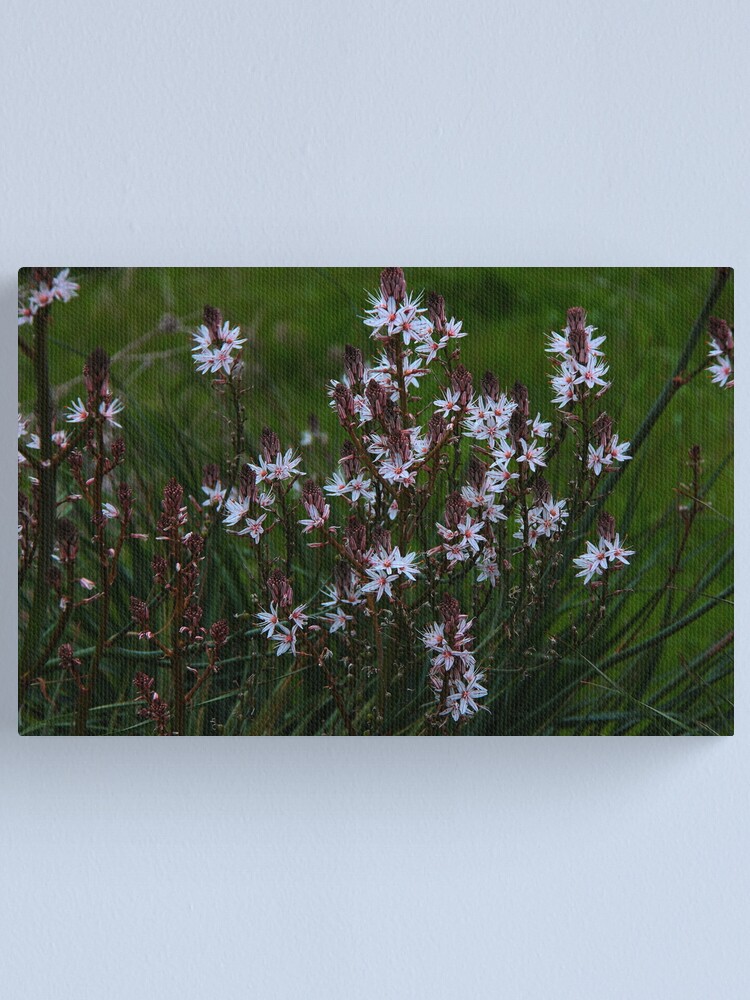 Alternate view of Asphodelus aestivus Canvas Print