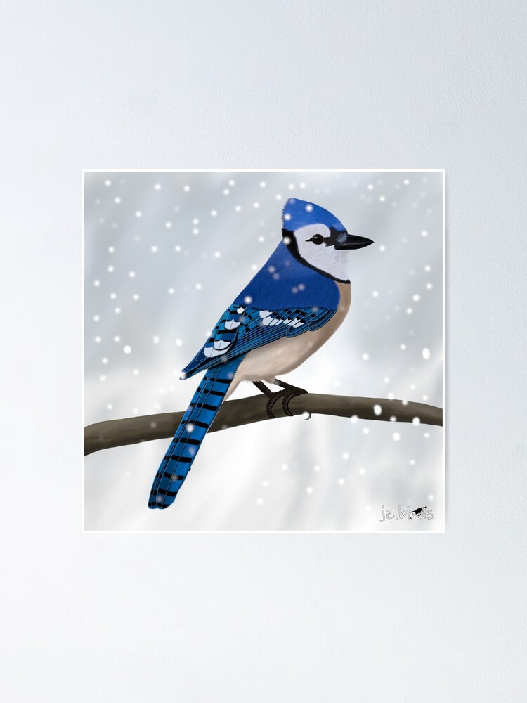 Blue Jay Drawing Bird Art Poster By Jz Birds Redbubble