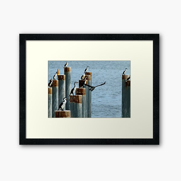 cormorants convention Framed Art Print