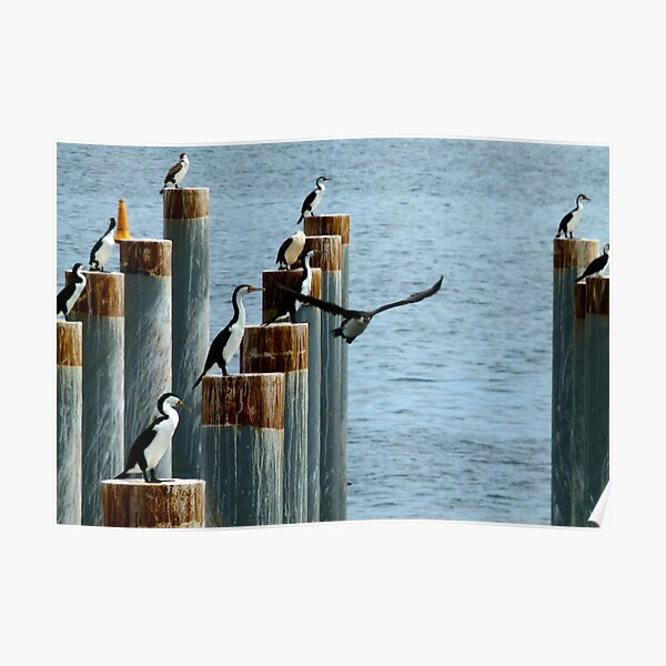 cormorants convention Poster