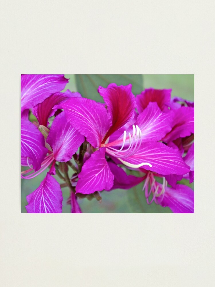 Orchidee op de boom in bos stock afbeelding. Image of groen - 26411441