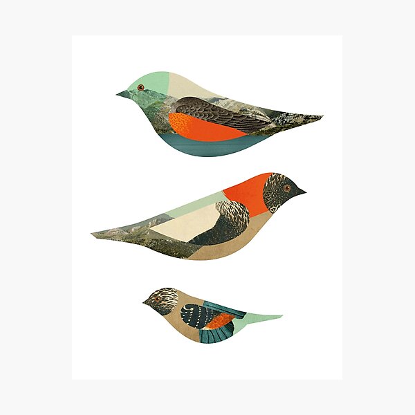Three Birds Photographic Print