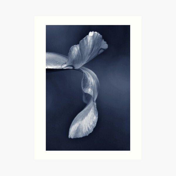 Ballerina Petal Art Print