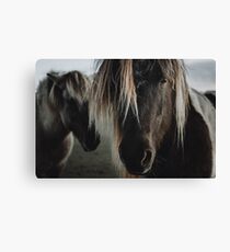 Close up straight look of horse Canvas Print