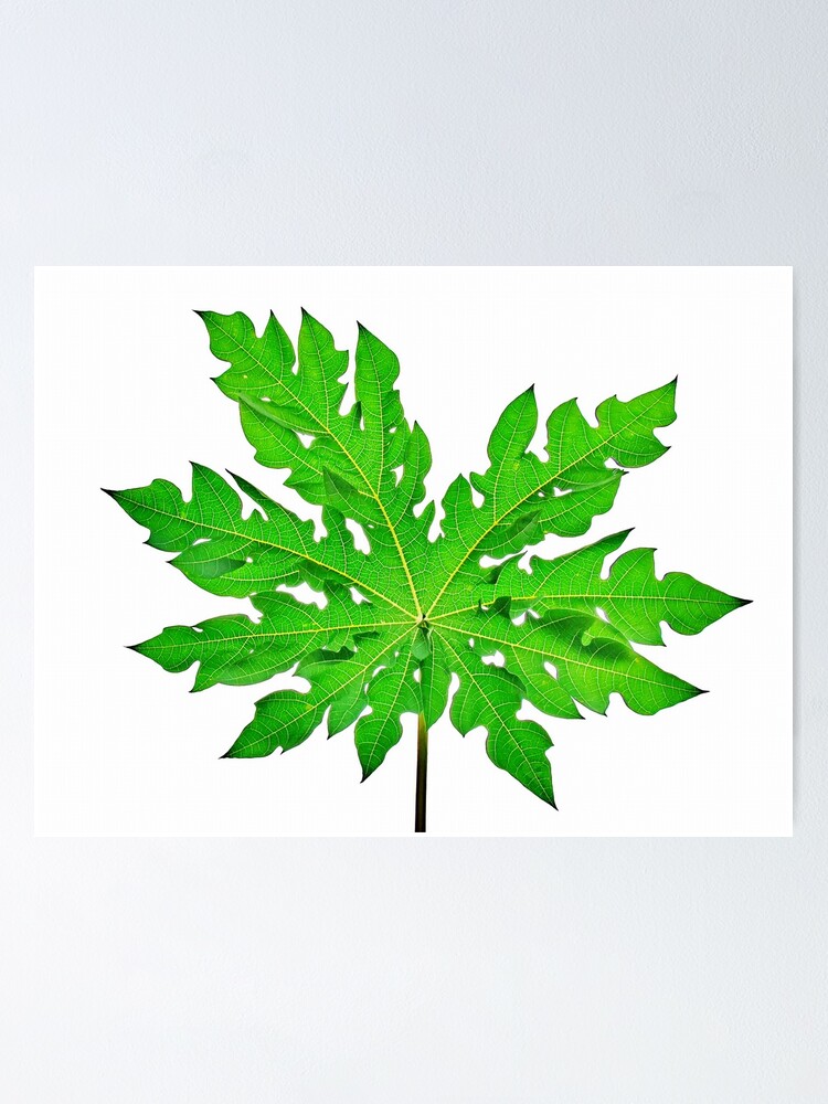 Papaya leaf tea testimonials image