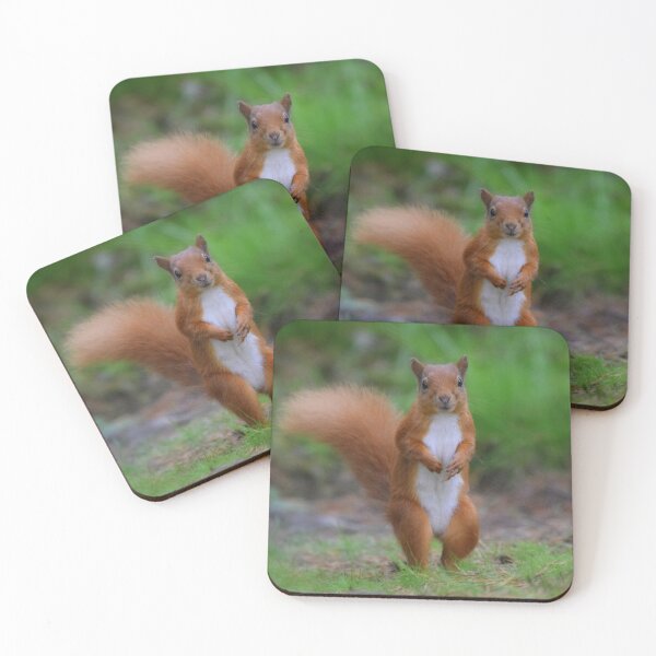 Item preview, Red Squirrel designed and sold by Rob Parsons (Just a Walker with a Camera).