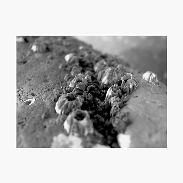 Item preview, Barnacles designed and sold by Vanessa Serroul.