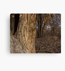 Into the Forest Canvas Print