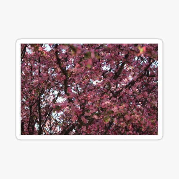 Artikelvorschau, Pinke Blumen entworfen und verkauft von unclecracker.