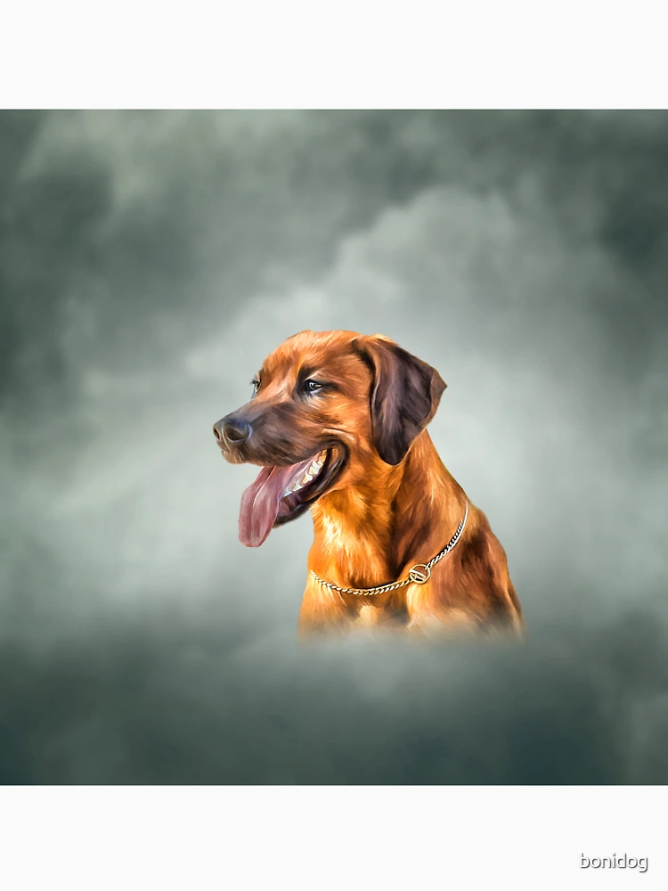 Thumbnail 6 of 6, Pullover Hoodie, Drawing Rhodesian Ridgeback designed and sold by bonidog.