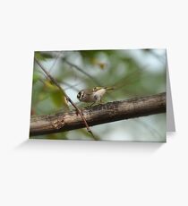 Golden Gait Greeting Card