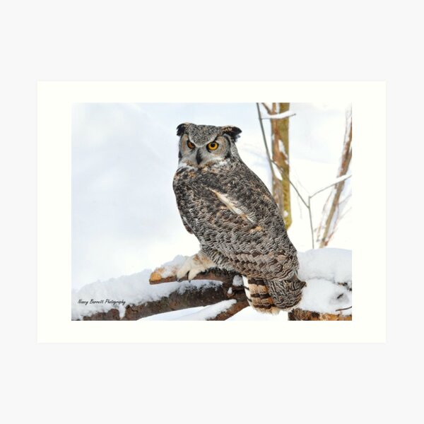 Great Horned Owl Art Print