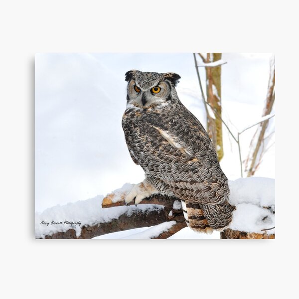 Great Horned Owl Canvas Print