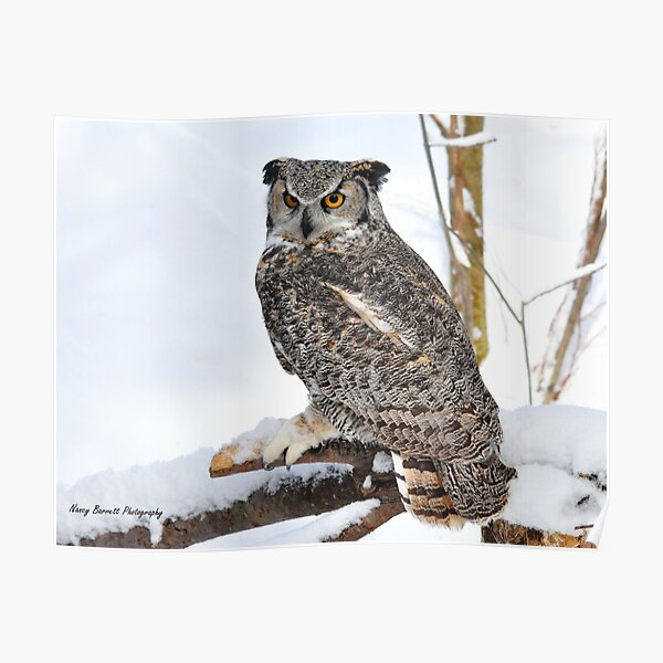 Great Horned Owl Poster