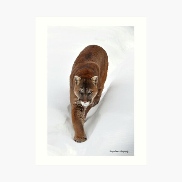 Cougar Art Print